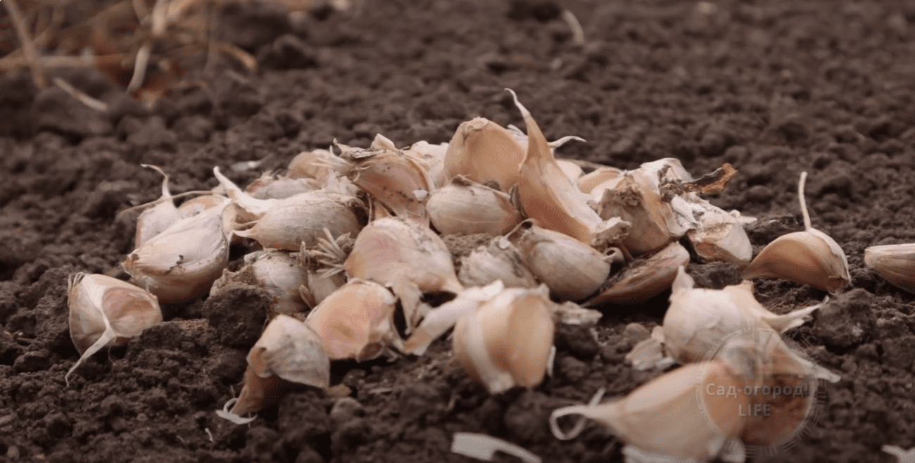 Городники розповіли, у чому потрібно замочити часник за місяць до посадки