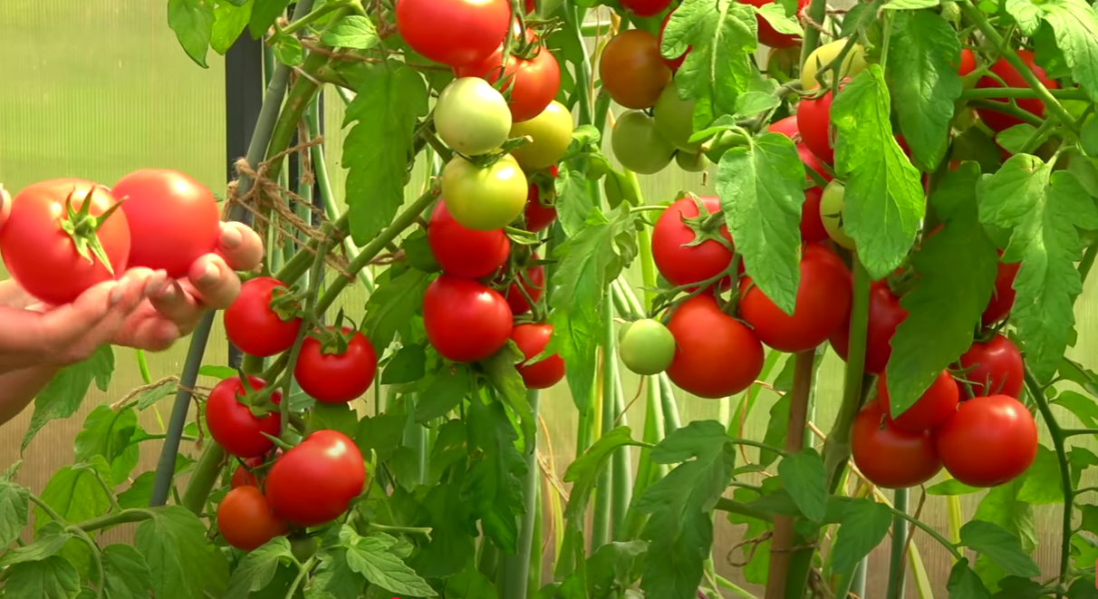 Городники розповіли, що зробити, щоб томати були солодкими, як мед