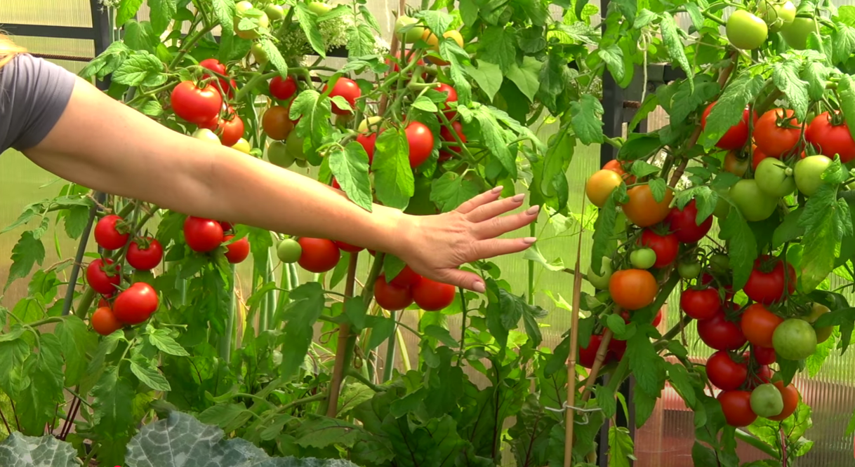 Городники розповіли, що зробити, щоб томати були солодкими, як мед