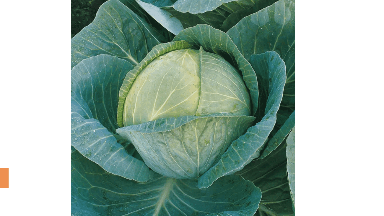 Городники назвали найкращий сорт капусти