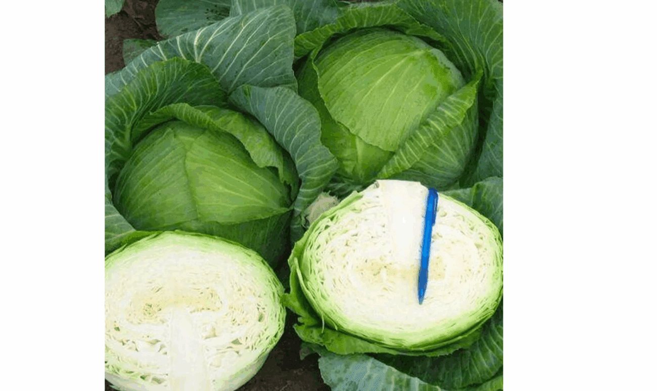 Городники назвали найкращий сорт капусти