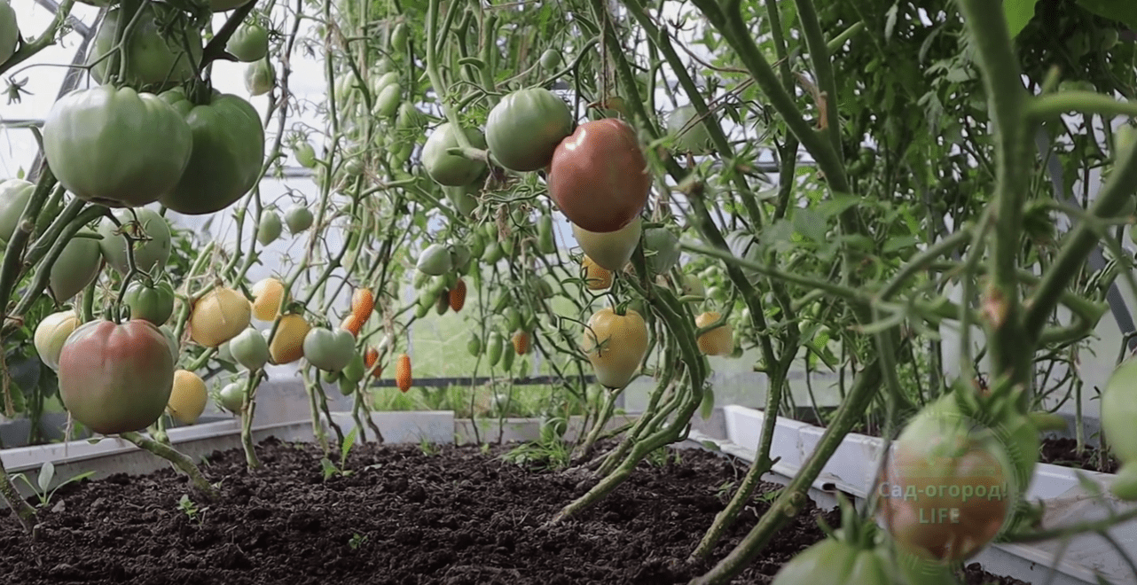 Городники розповіли, що зробити для швидкого дозрівання томатів