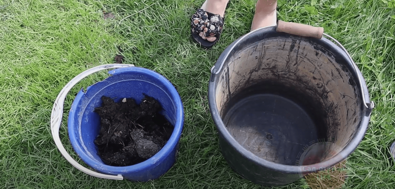 Городники розповіли, що зробити для швидкого дозрівання томатів