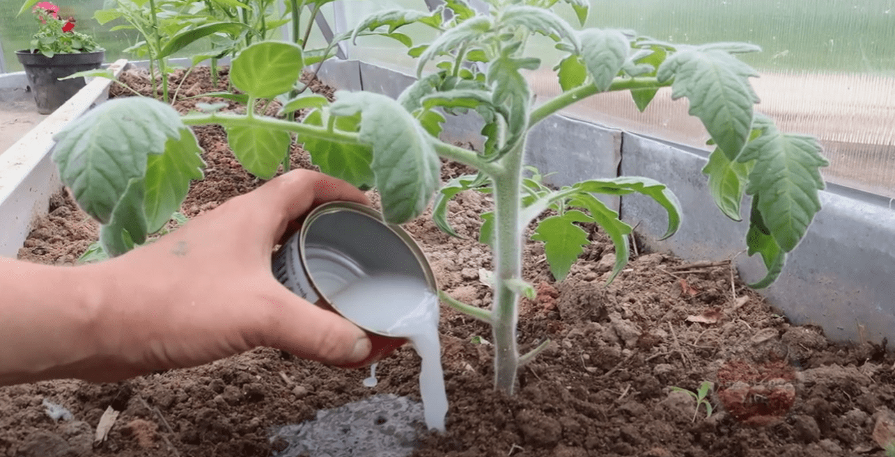 Городники розповіли, чим удобрити томати для збільшення врожаю у 2 рази