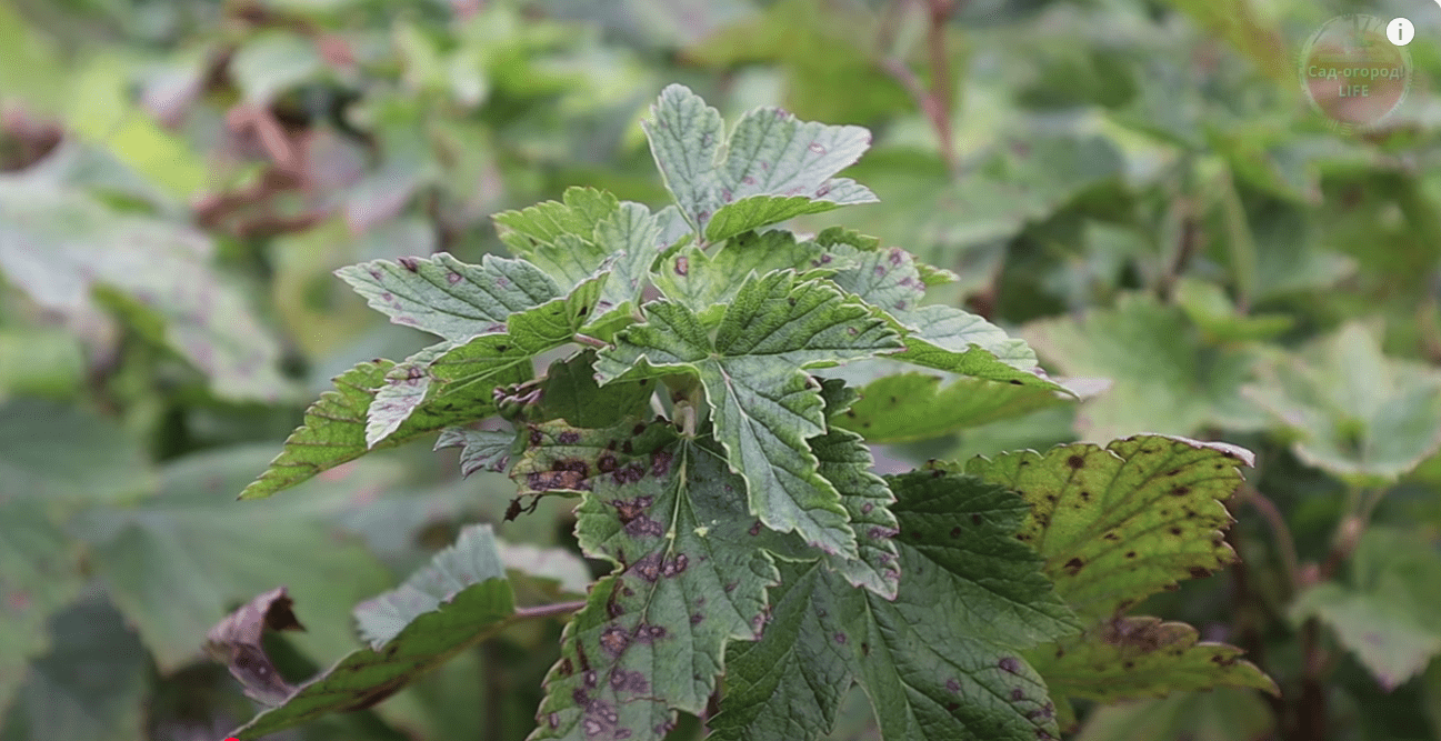 Городники розповіли, чим зараз опудрити кущі смородини, щоб було багато ягід