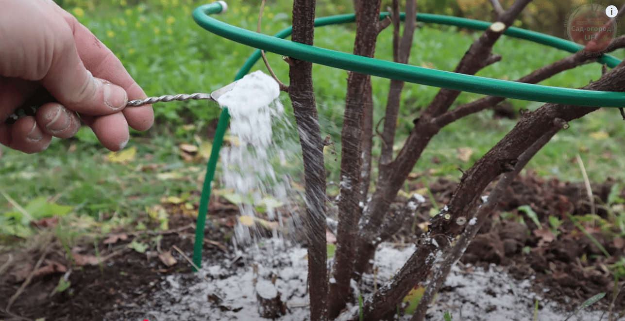 Городники розповіли, чим зараз опудрити кущі смородини, щоб було багато ягід