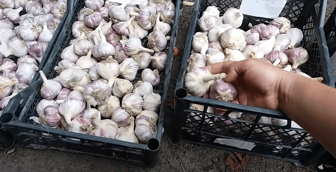 Городники назвали найкращий сорт озимого чесноку 2025 року