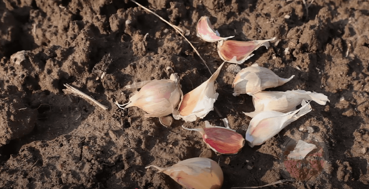 Городники розповіли, куди краще садити озимий часник цього року