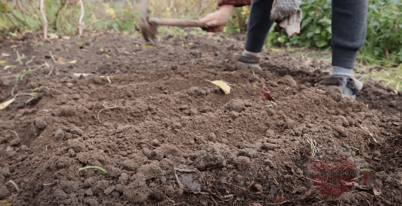 Городники розповіли, куди краще садити озимий часник цього року