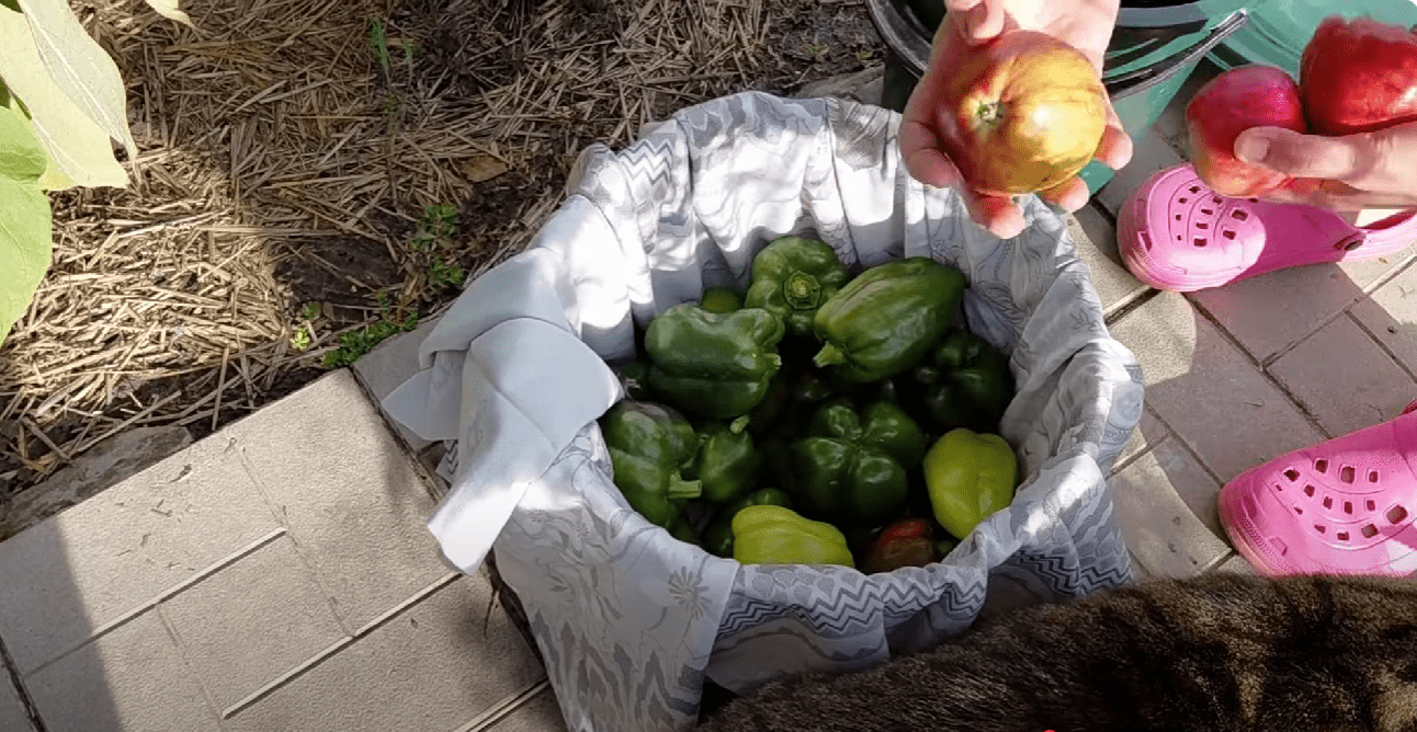 Городники розповіли, як прискорити дозрівання перцю