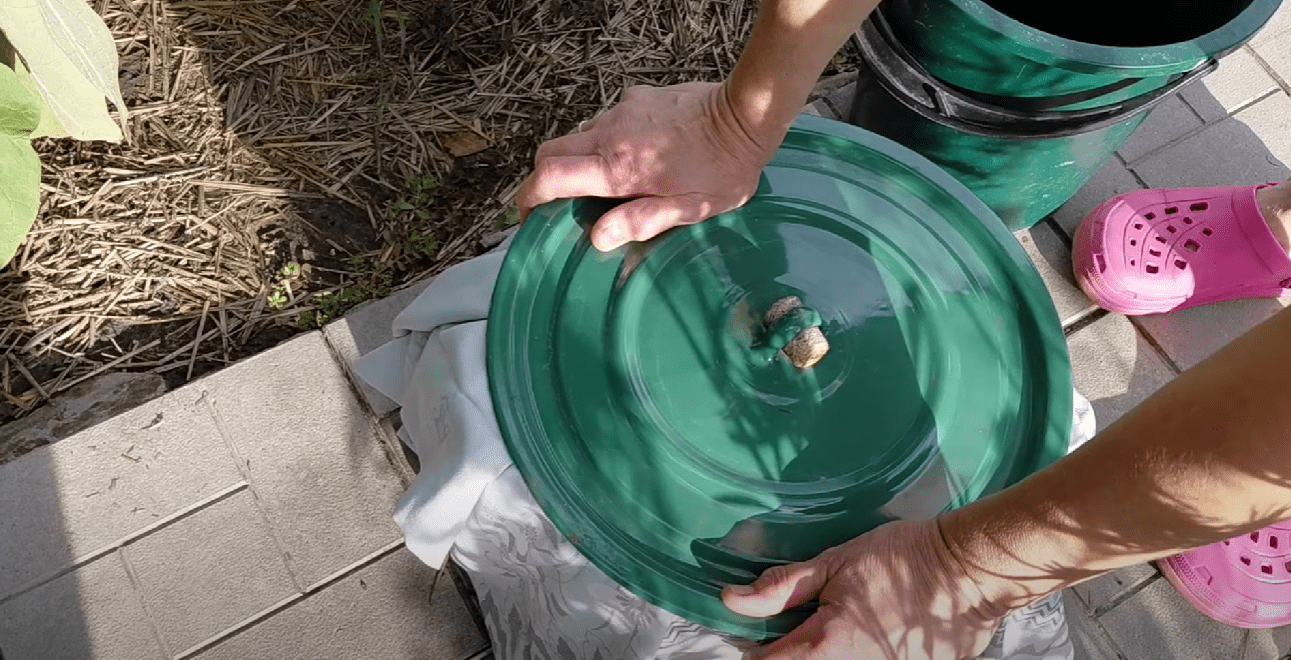 Городники розповіли, як прискорити дозрівання перцю