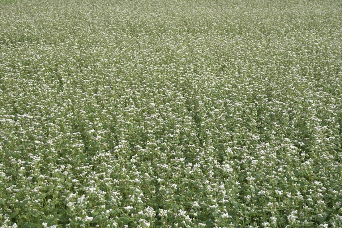 Сидерат із гречихи для Вінницької області