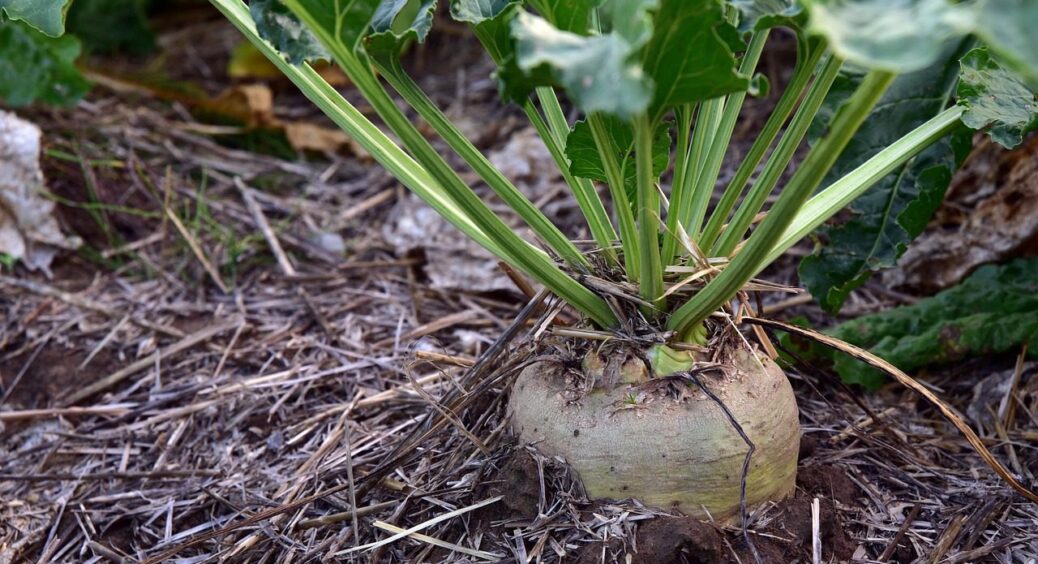 У вересні на грядку вношу це, навесні висаджую буряки: збираю по 10 відер з кожної грядки 