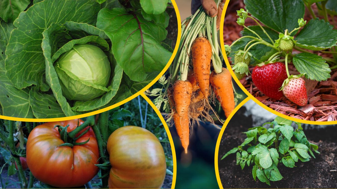 Фермери назвали 5 овочів, які не можна садити поруч