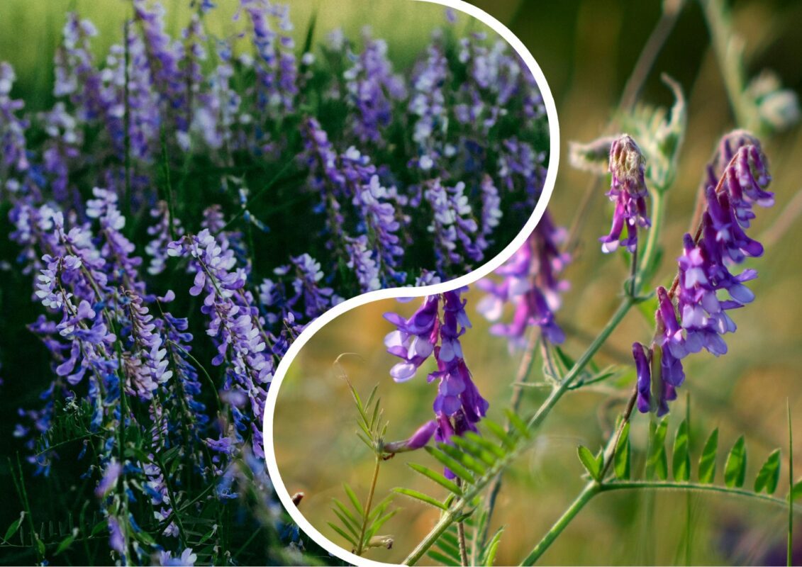 Садівники розповіли, які добрива використовують в городі замість перегною
