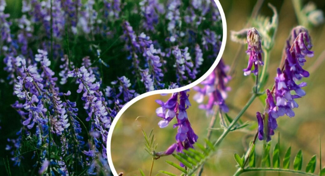 Посадіть ці 3 сидерати в серпні – ґрунт буде пухким, а врожай рекордним – перелік рослин 