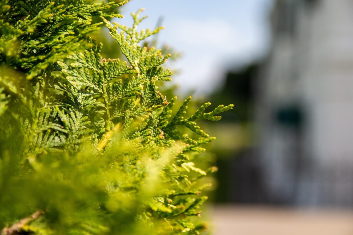 Садівники пояснили, як правильно розмножити туї в своєму дворі 