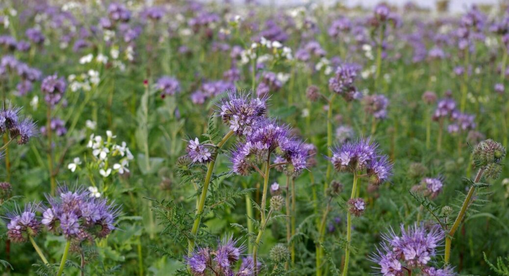 Без добрив, без хімії, без зайвих витрат: як у серпні-2025 підготувати ґрунт до наступної весни 