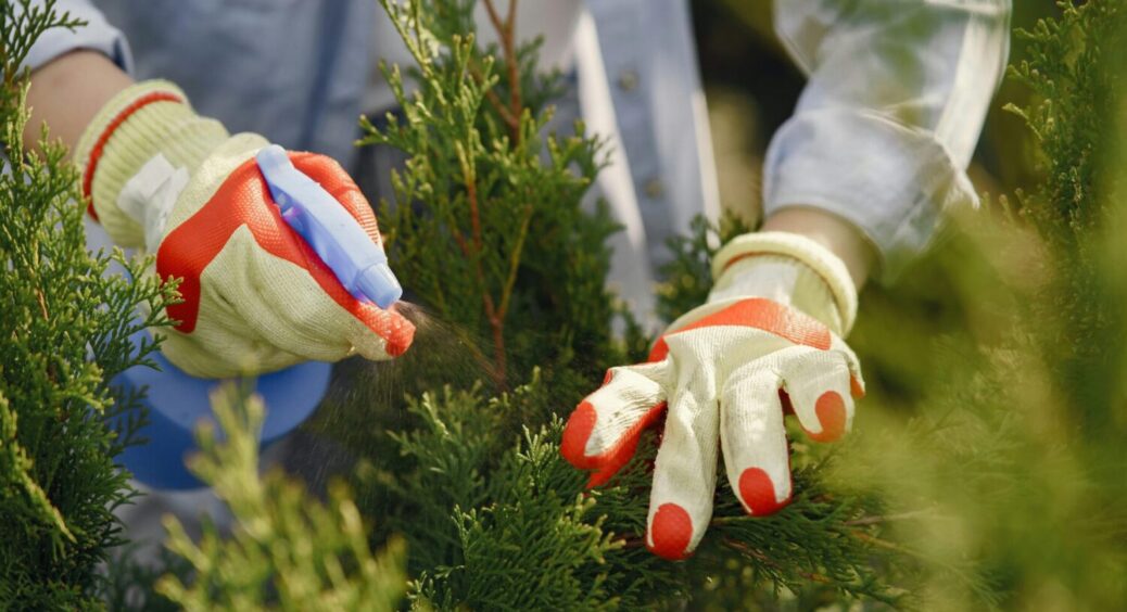 Як розмножити туї: з цією технікою справляться навіть садівники-початківці у серпні-2025 