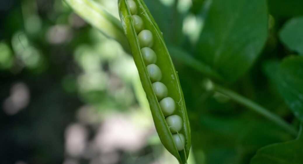 Традиційно сію влітку лише його: 1 сорт кущового горошку, який дивує врожайністю вже 4 роки 