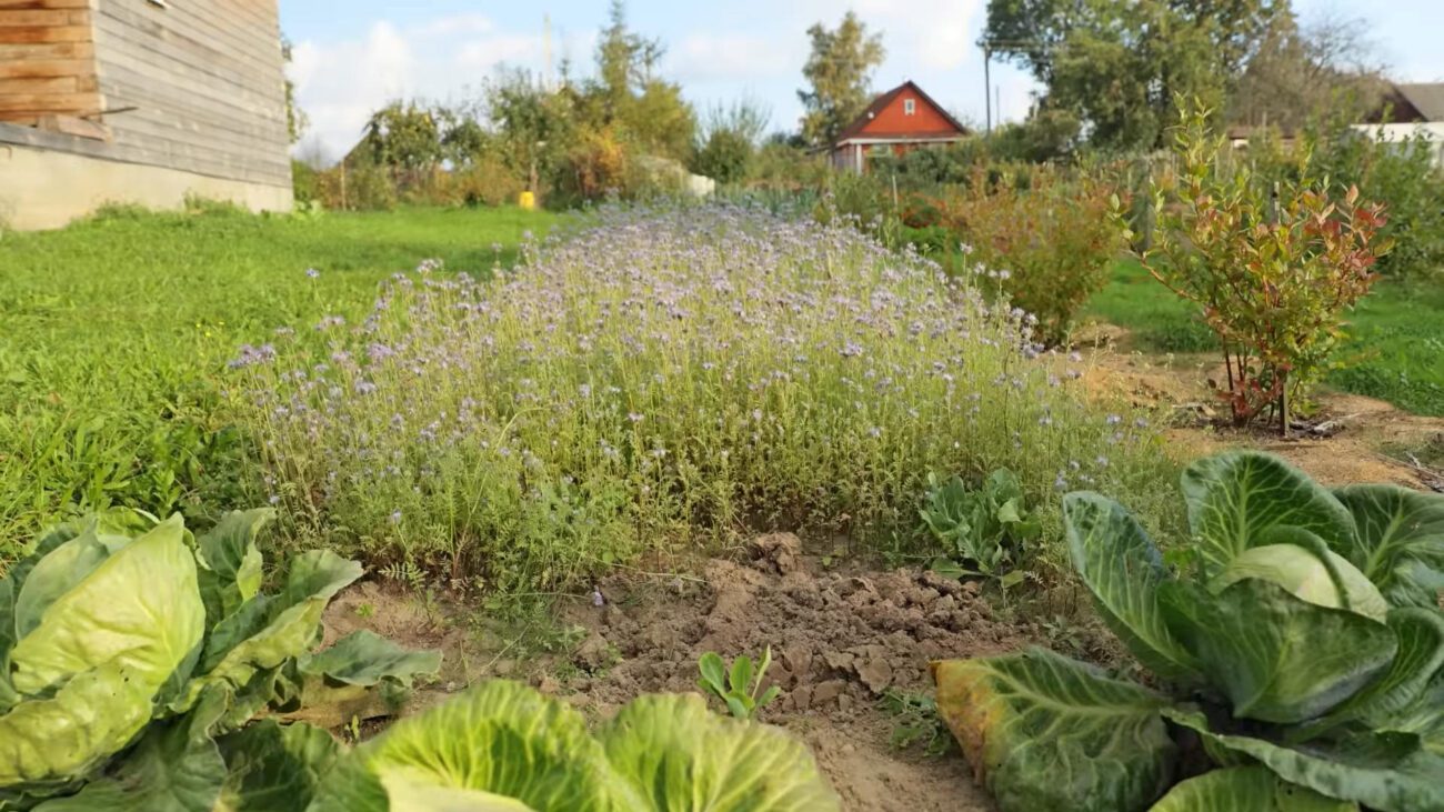 Агрономи пояснили 5 правил вибору та заорювання сидератів