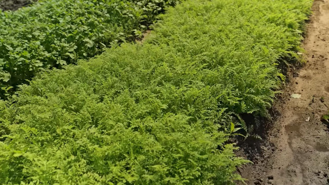 Агрономи пояснили 5 правил вибору та заорювання сидератів