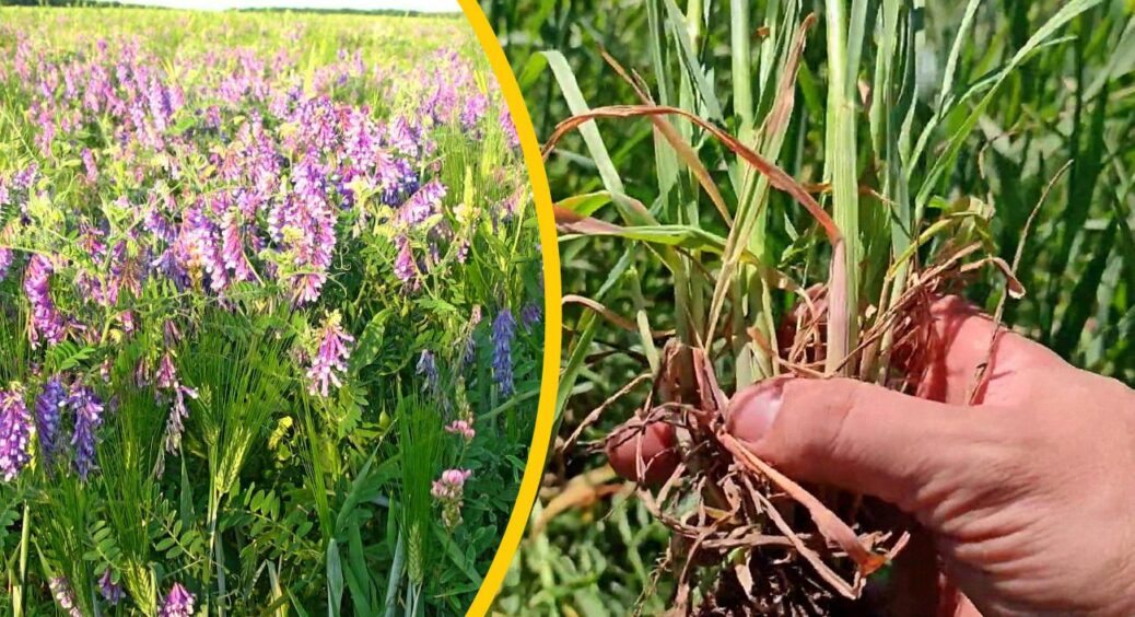 Вони мають бути в саду і на городі: агрономи назвали 5 рослин, які збагачують ґрунт азотом 