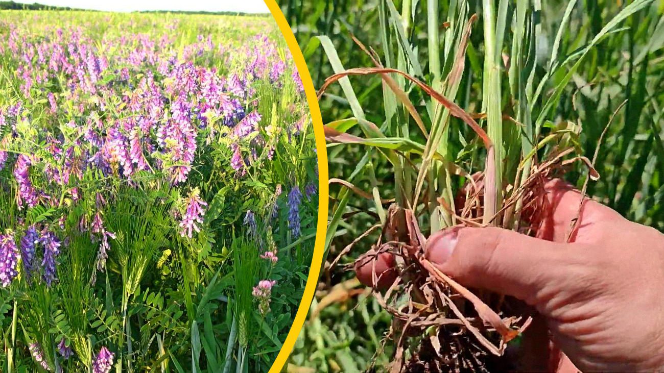 Агрономи назвали 5 рослин, які збагачують ґрунт азотом