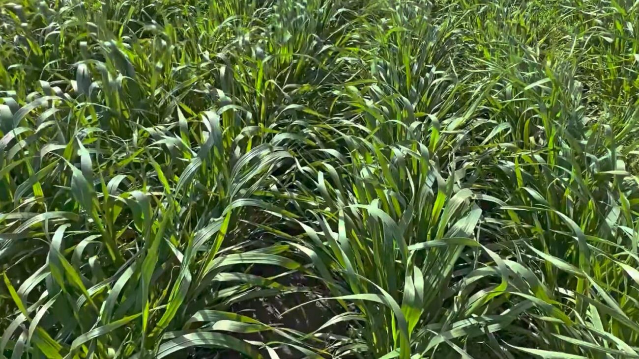 Фермери назвали найкращий сидерат для посіву в серпні та восени