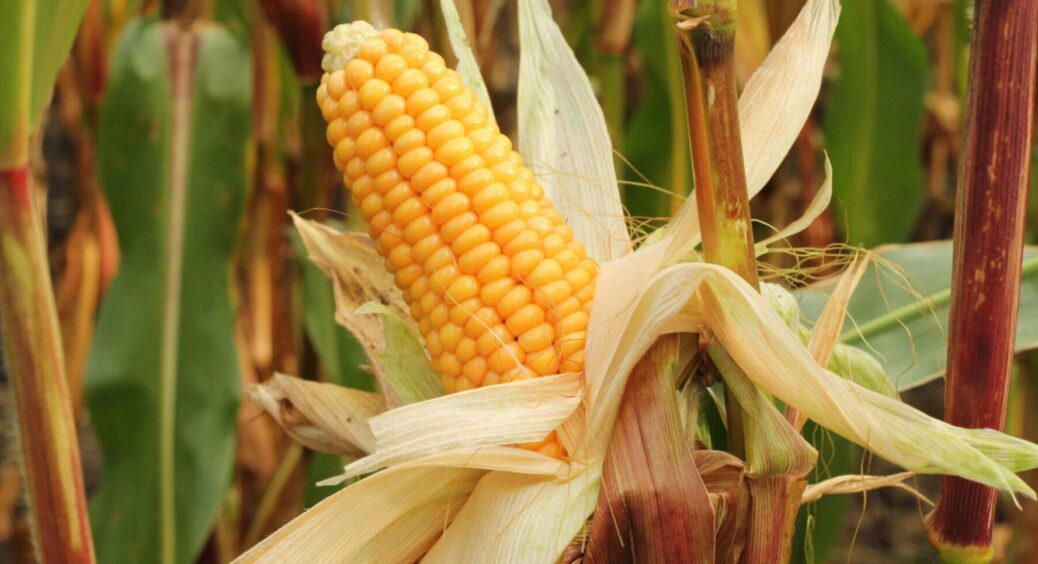 Дорогу кукурудзу більше не купую: висаджуємо солодкий сорт кукурудзи, яка плодоносить все літо 