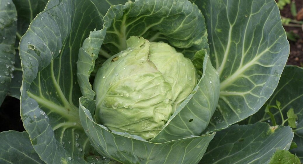 Найкращий сорт капусти серед селян: завжди росте щільна, солодка розміром аж в 3 голови 