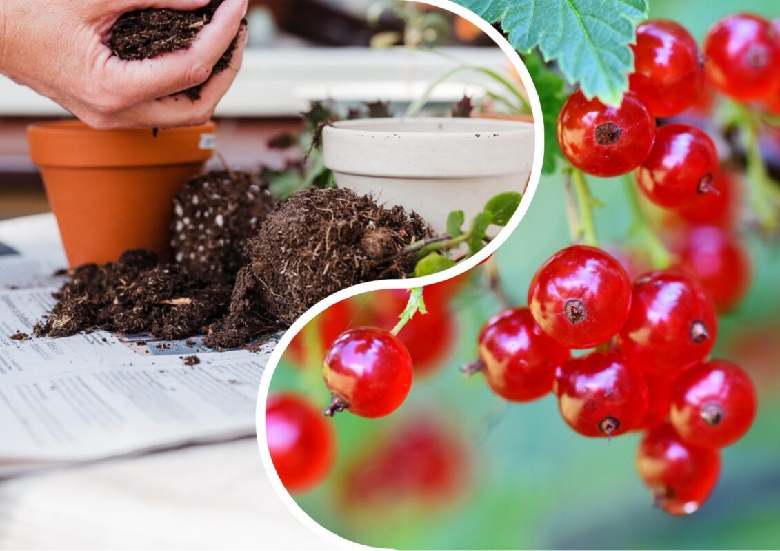 Садівники пояснили, як правильно пересадити ягідні кущі у серпні