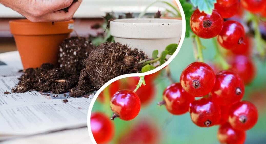 Пересадка ягідних кущів у серпні: що варто знати, щоб не втратити врожай наступного року 