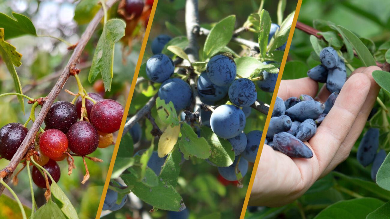 Садівники назвали 5 ягідних кущів, які можна саджати у серпні-вересні 2025 року