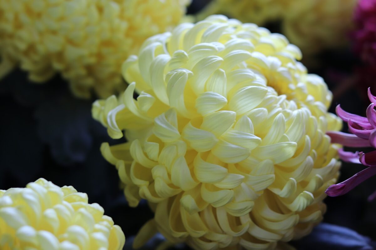 Квітникарі розповіли, як підготувати хризантеми до зими