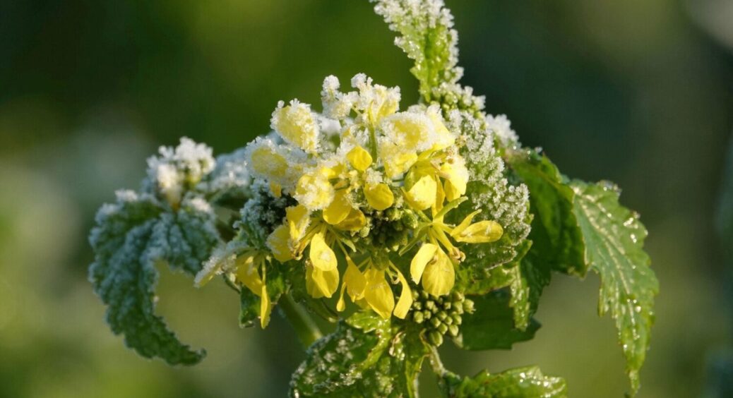 Сіємо на городі в серпні-2025 гірчицю: як це зробити правильно й для чого це потрібно взагалі 