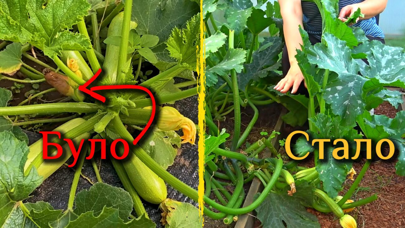 Городники пояснили, як зупинити гниття кабачків простою підживкою