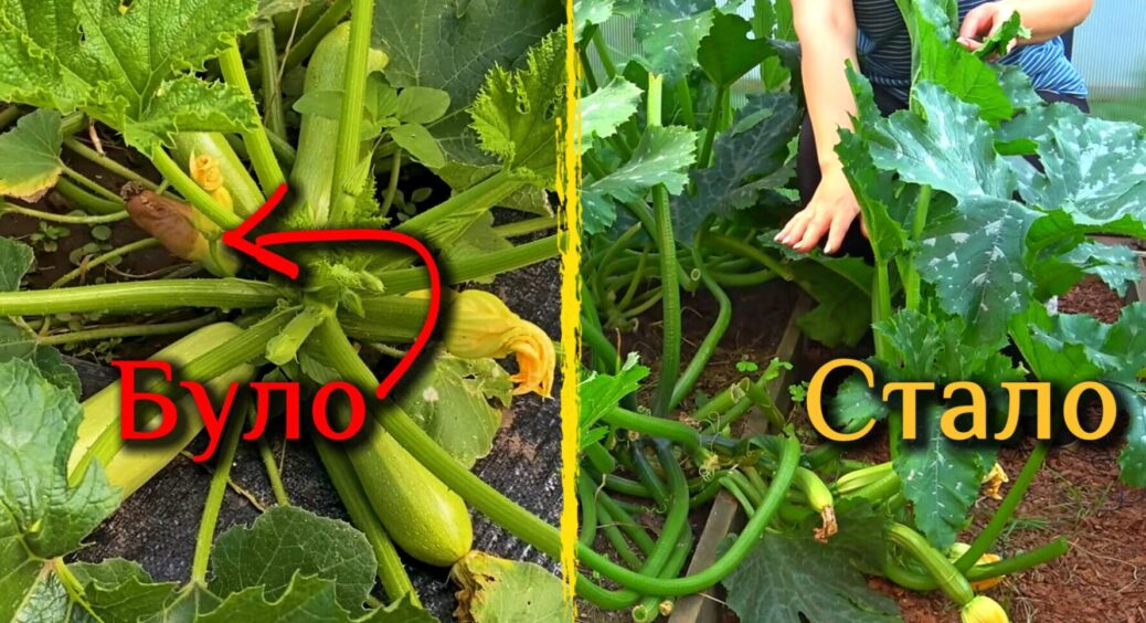 Кабачки гниють і гниють: 2 столові ложки на відро – овочі здорові та “пруть” як рекордсмени 