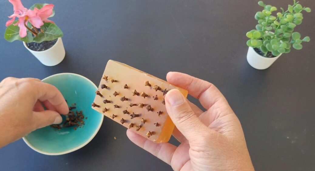 Мошки не переносять ці запахи: і залітати у сітку не будуть, і у вазонах не заведуться – 2в1 