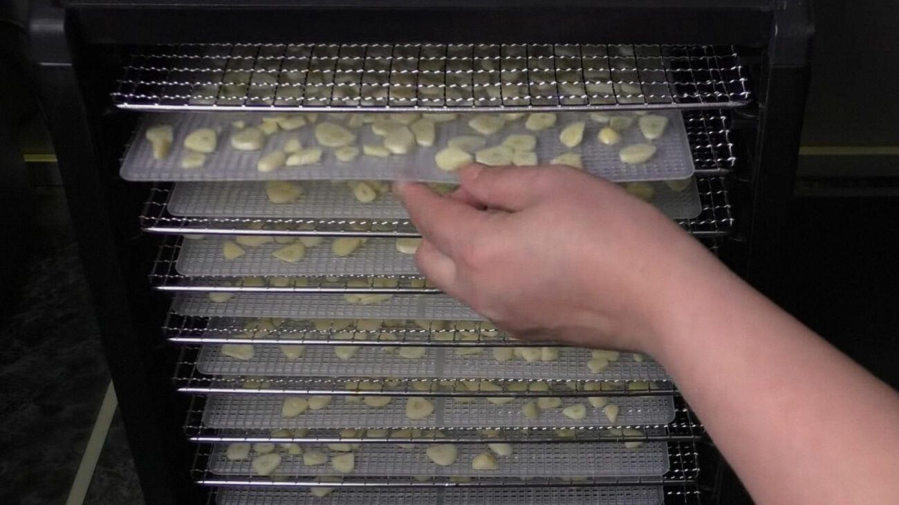 Сушіння часнику – найпростіший спосіб зберегти великий врожай