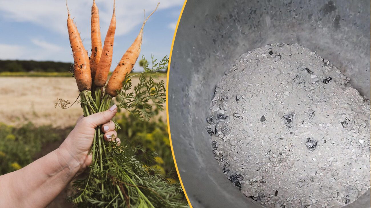 Фермери показали, як попіл впливає на врожайність моркви