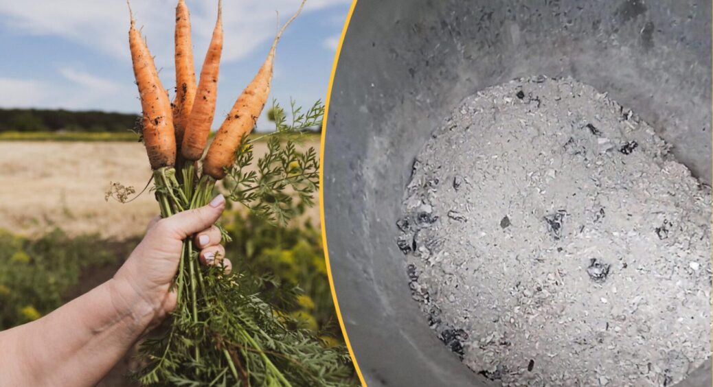 1 ложка деревного попелу – і морква росте у 3 рази швидше: перевірено на закарпатських грядках 