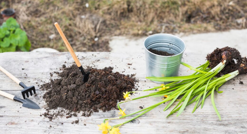 Ось чим йод допоможе рослинам: 15 крапель на 10 літрів води – про фітофтору забудете на увесь сезон 