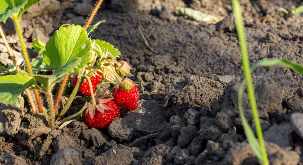 Ось чому ваша полуниця не плодоносить як треба: цих 4 помилок припускаються 9 з 10 садівників 