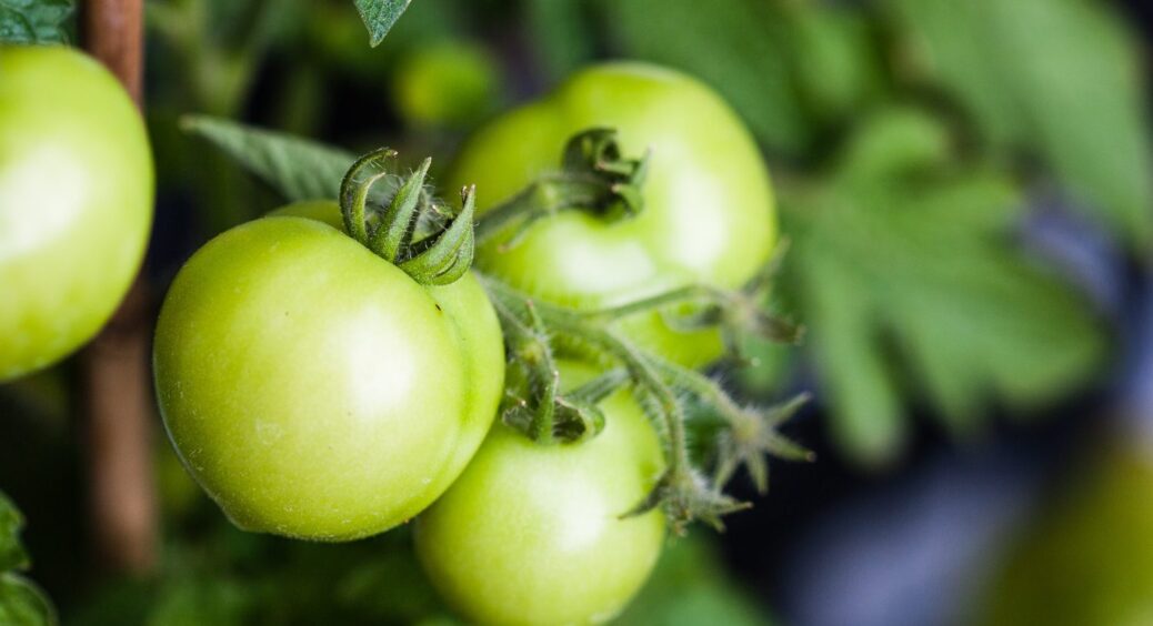 5 обов’язкових кроків, щоб уникнути хвороб помідорів восени 2025: поради з досвіду фермерів 