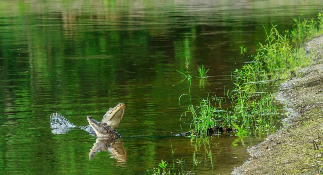 Вперше за 70 років: у водах Дніпра біля острова Хортиця з’явилися осетри вагою більше 10 кг 