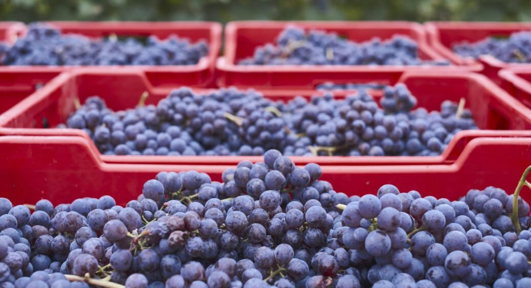 Ці 2 прості помилки зіпсують смак винограду: ось як врятувати врожай у жовтні 2025 