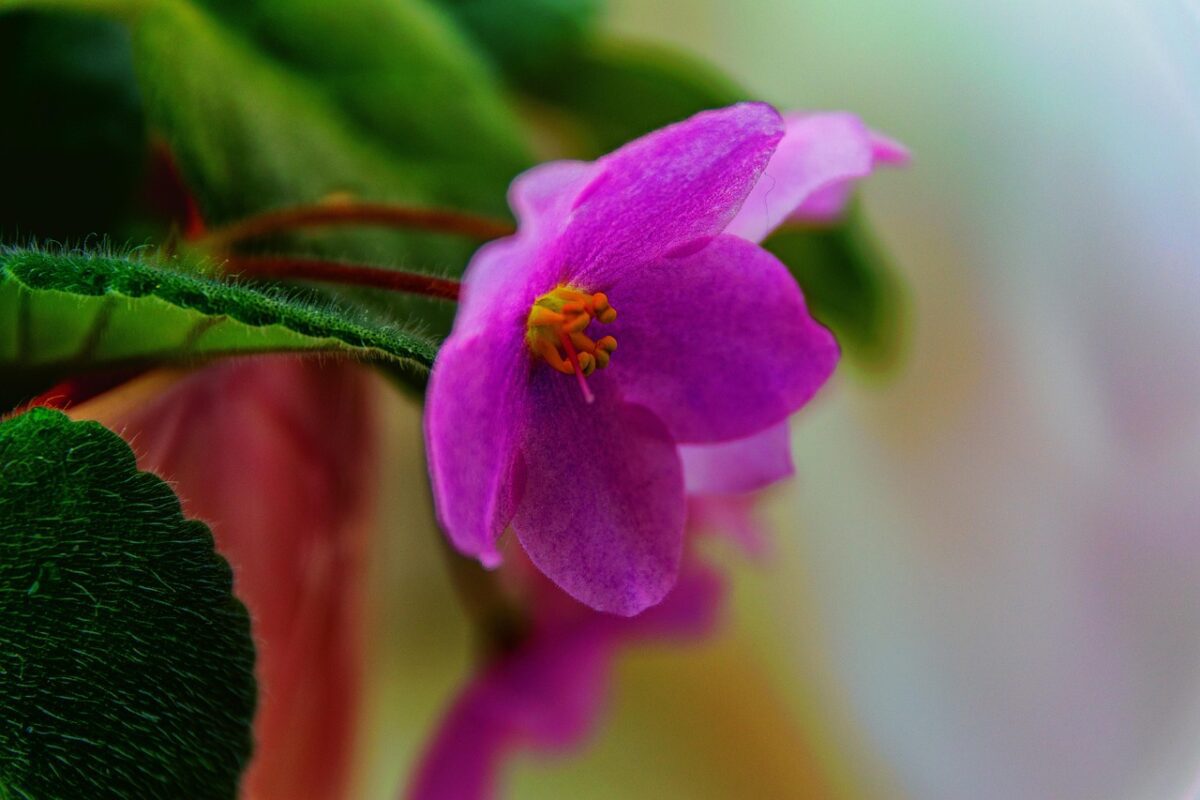 Садівники пояснили, як простимулювати фіалку до цвітіння вже за 10 днів