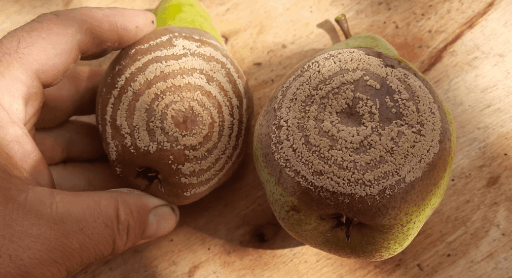 Груші гниють на очах: ось що треба зробити з деревом восени – 1 прийом з Полтави 