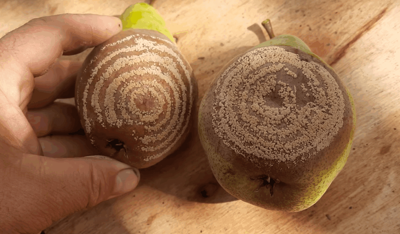 Садівники розповіли, як зупинити гниття плодів на груші